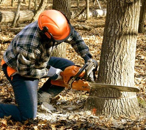 Tree Removal in Colwich, KS